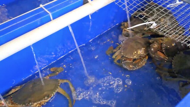 Live crabs and lobsters in a restaurant's fresh seawater tank with active air aerator bubbles. Close-up of premium live seafood in a holding pond, showcasing freshness and quality before cooking. Idea