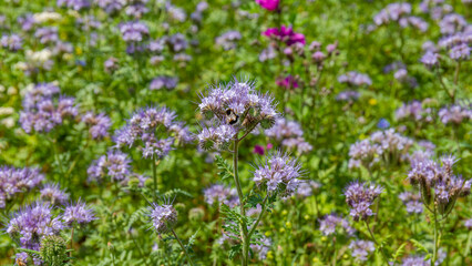 Obraz premium Flowers bloom under sunny skies in a garden filled with various plants and insects during springtime in a vibrant landscape