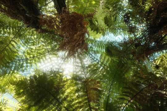 New Zealand Palm Tree &mdash; Coastal Cabbage Tree / Nikau Palm Silhouette (North Island, NZ)