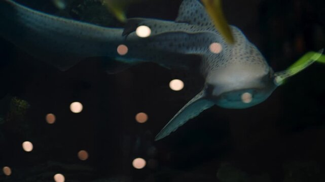 Stegostoma fasciatum shark swimming in large aquarium close-up

