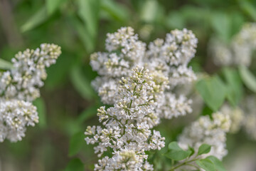 Fototapeta premium Lilacs ready display. Fresh lilac branches prepared for wedding and event decorations. Carefully staged lilac sprigs intended for arrangement in bouquets and special events