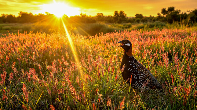 Majestic sunburst rays illuminating a wild francolin bird in tall grass.