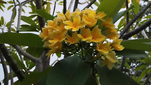 Beautiful blooming yellow frangipani flower or kamboja (Plumeria rubra). Tropical exotic flower in the garden.