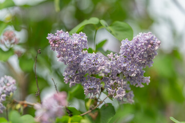 Obraz premium Colorful shrubbery nestled in peaceful countryside environment. Lush lavender bunch amidst untamed natural hedgerow with layered branches and gentle surroundings