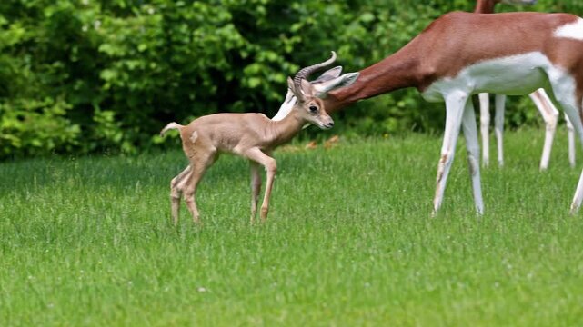 Dama gazelle Baby. Gazella dama mhorr or mhorr gazelle is a species of gazelle. Lives in Africa in the Sahara desert and the Sahel.