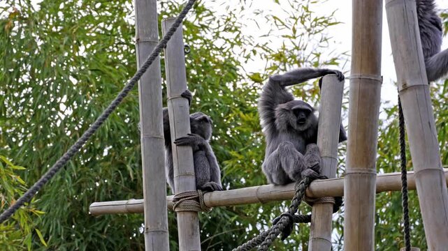 Silvery gibbon, Hylobates moloch. The silvery gibbon ranks among the most threatened species.