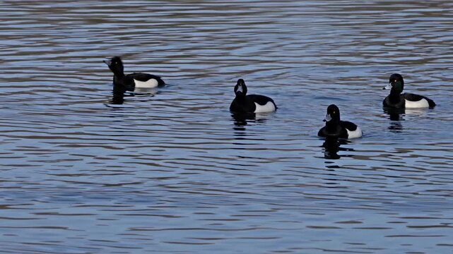 Tufted duck, Aythya fuligula, a small diving duck swimming on the Kleinhesseloher Lake in the English Garden at Munich, Germany