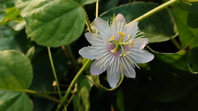 Closeup of a Stinking Passion Flower atau Wild Water Lemon atau Passiflora foetida flower (Imperata cylindrica) With white petals and a purple center. the flower is known to act as a natural sedative