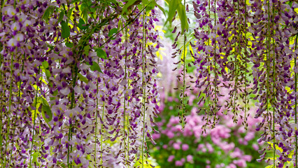 Fototapeta premium Wisteria flowers hang down in a garden with pink blooms in the background during spring