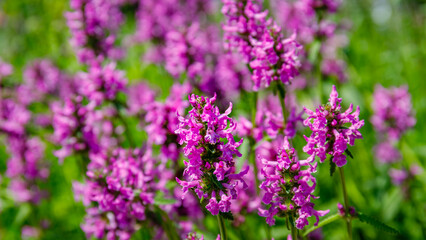 Obraz premium Flowers bloom in a green field under bright sunlight during spring season