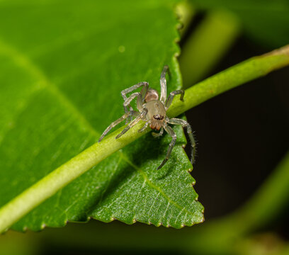 Pale juvenile jumping spider on green leaf stem with dark background, macro portrait, Florida