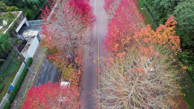 drone da Rua do Outono em Curitiba
