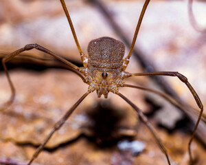 Harvestman daddy longlegs frontal macro portrait with single eye turret on sandy forest floor, Florida © Lucas