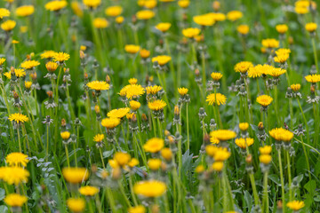 Fototapeta premium Golden dandelion cluster under soft light, dense field of upright stems and open heads creating energetic pattern, warm color palette evokes outdoor vitality and seasonal abundance