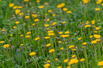 Fototapeta premium Scattered dandelion heads over green carpet, lowangle view shows rhythmic repetition and soft depth suggesting countryside calm, ideal for seasonal backgrounds and eco themes