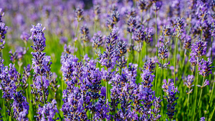 Fototapeta premium Lavender plants grow in a field during bright daylight in summer