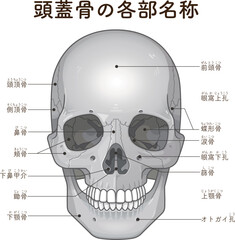 頭蓋骨の各部名称 Names of the parts of the skull © 川本まる