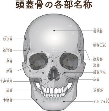 頭蓋骨の各部名称 Names of the parts of the skull