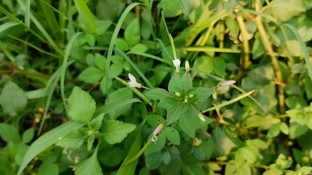 Fringed Spider Flower or Purple Cleome blooming. The leaves are used as traditional medicine