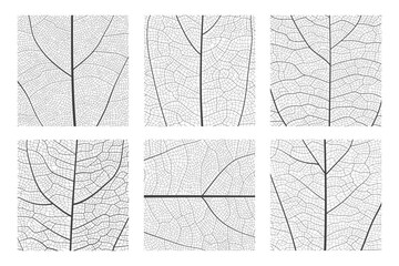 Fototapeta premium Leaf vein cell skeleton texture abstract background set with close up plant leaf cells structure pattern vector illustration. Macro leaf vein skeleton organic lattice natural foliage texture.