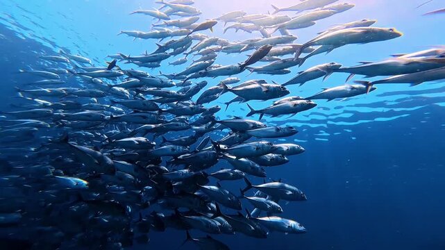 Bigeye Trevally School Swimming Beneath Ocean Surface