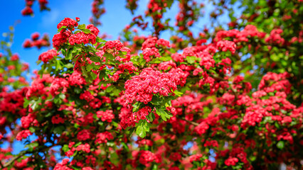 Obraz premium Bright red flowers bloom on branches under a blue sky during spring in a garden setting