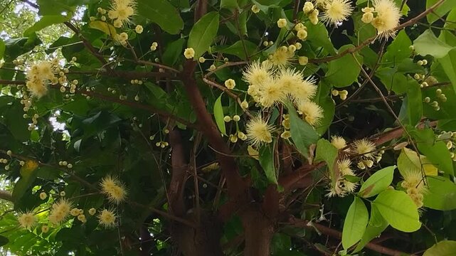 White water apple flowers bloom on the tree