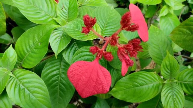 Closeup of Red Mussaenda erythrophylla or Nusa Indah Merah with fuzzy texture in a tropical. Beautiful exotic flora for natural and botanical background
