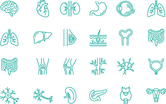 Vector illustration of various human organs and body parts
