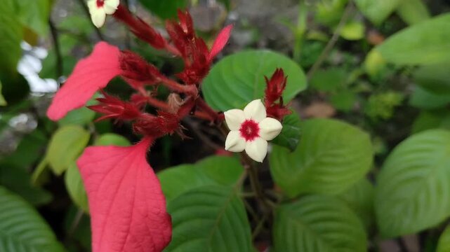 Closeup of Red Mussaenda erythrophylla or Nusa Indah Merah with fuzzy texture in a tropical. Beautiful exotic flora for natural and botanical background