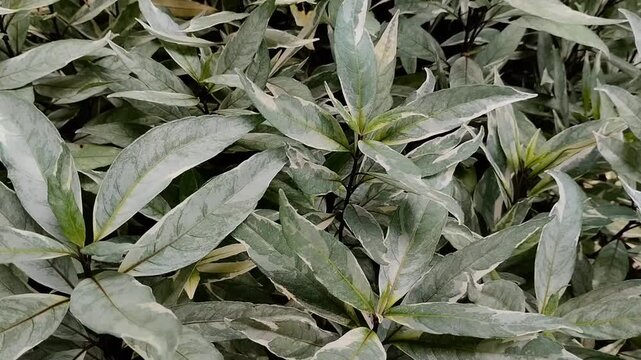 Beautiful Justicia gendarussa variegata leaves pattern. Beautiful foliage background for nature, garden and botanical themes