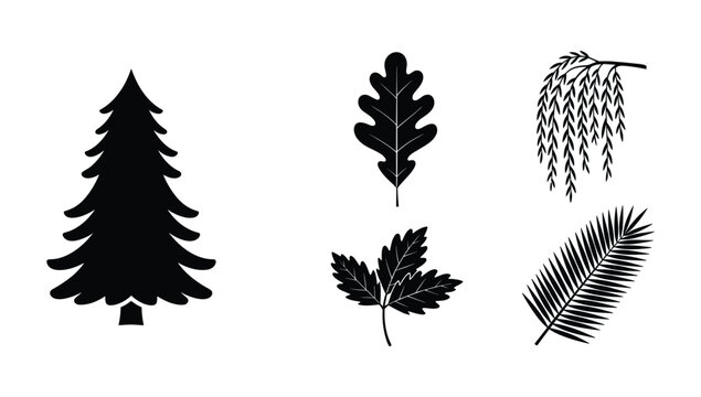 Forest tree species and leaf silhouette collection featuring pine oak willow and palm fronds for botanical and landscape graphic design