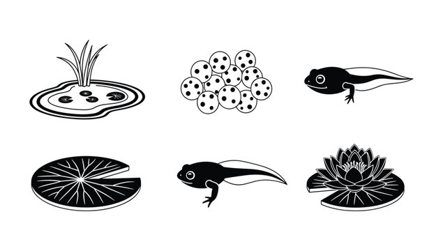 Aquatic ecosystem life cycle illustration featuring tadpoles frog eggs lily pads and water flowers in clean black and white vector art
