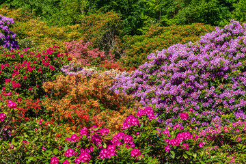 Fototapeta premium Flowers bloom in various colors at a botanical garden during springtime