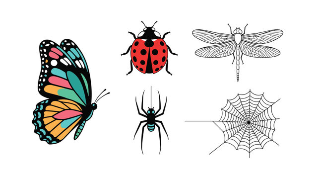 Colorful insect and arachnid icon set including monarch butterfly ladybug dragonfly and spider web for educational graphic design
