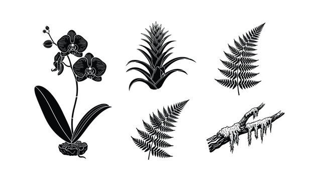 Black and white botanical vector icons featuring orchids bromeliads ferns and mossy branches for natural world graphic design themes