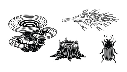Insects and forest decay elements beetle fungus tree stump and branches illustration © NorStock