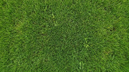 Fototapeta premium Vibrant green grass texture from an aerial perspective, showing individual blades and a lush, natural ground cover.
