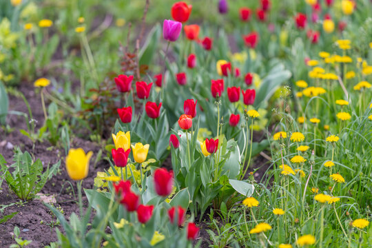 Red and yellow tulip swath with dandelion accents, natural soil beds, slightly windswept stems, lively spring palette, editorial countryside lifestyle and floral market potential