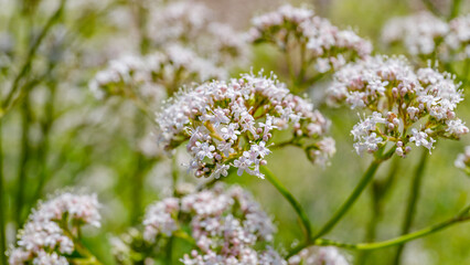 Obraz premium Flowers bloom in a green field during daytime under bright sunlight with small petals and stems visible