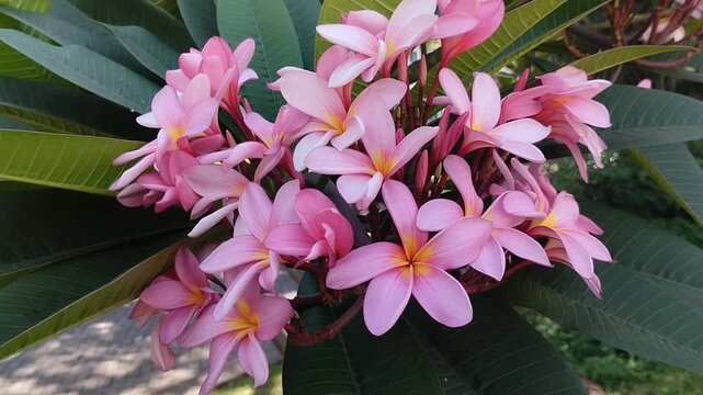 Beautiful blooming pink frangipani flower or kamboja (Plumeria rubra). Tropical exotic flower in the garden