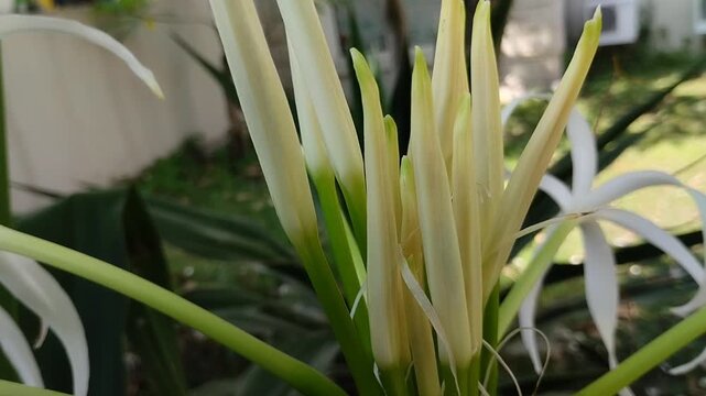The beautiful flower buds of Poison Bulb or Crinum Lily or Spider Lily before they bloom