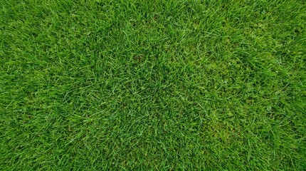 Obraz premium Vibrant green grass texture from an aerial perspective, showing a dense, healthy lawn with uniform blades.