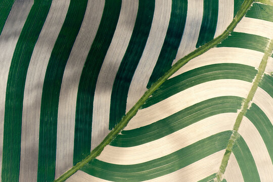 Drone view of curved biodiversity strips with alternating green sown sections and fallow farmland creating a graphic agricultural pattern. Colors: green, beige, brown.
