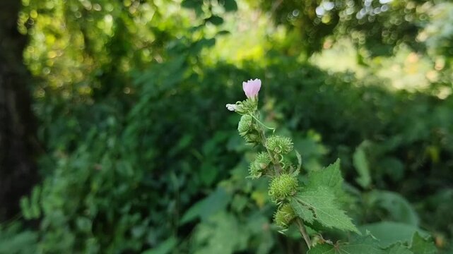 Xanthium strumarium, or cocklebur, is a plant with sharp thorns. Although known as a weed, its herbal properties are effective in relieving headaches and nasal congestion