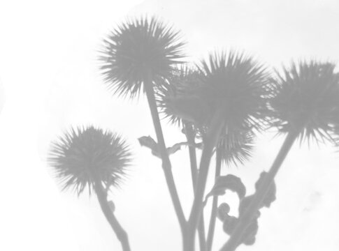 Natural lighting casts shadows from wild thistle flowers. Isolated image on a white background. Mockup