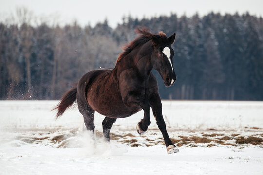 Kaltblut im Schnee