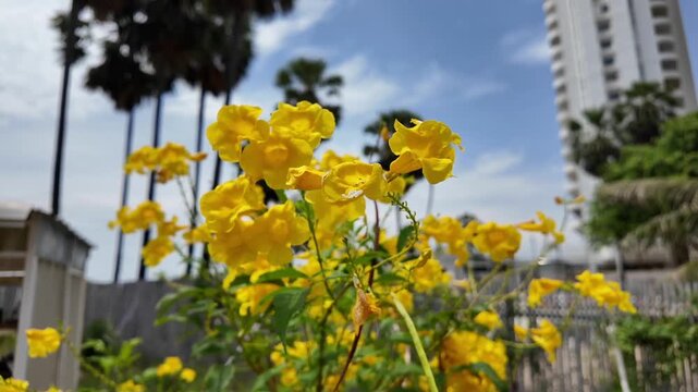 Golden Trumpet Flowers in Tropical Setting: Vibrant yellow trumpet flowers bloom against a backdrop of tall palm trees and a modern building under a clear blue sky, suggesting a warm.