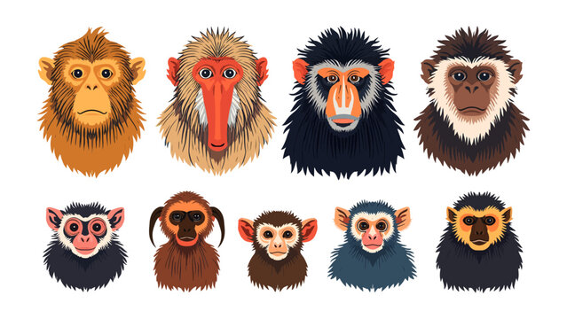 Collection of Monkey Faces: A diverse array of monkey faces, showcasing various species and expressions, presented as individual portraits in a graphical representation.