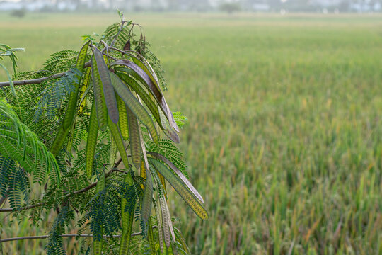 Lamtoro, kemlandingan, petai selong or petai cina (Leucaena leucocephala) as food and alternative herbal medicine